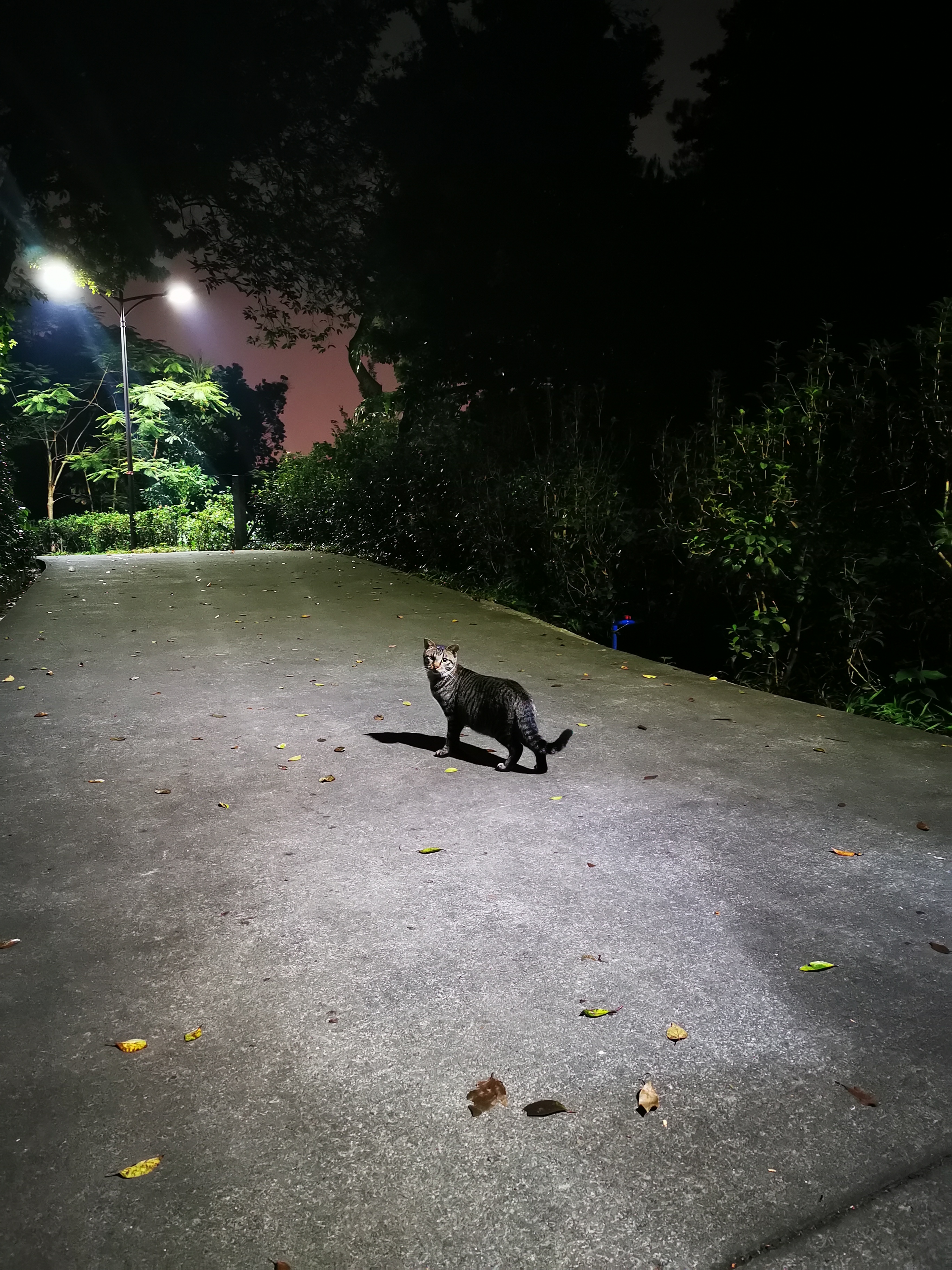 夜寻 （博大实地 王丽珍/摄）